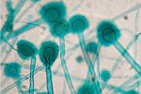 What Makes Mold Grow?