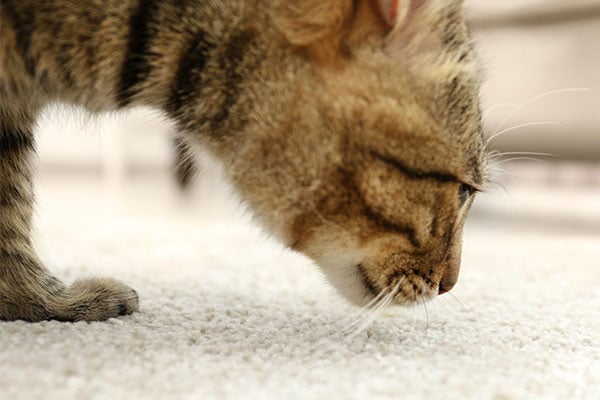 Tabby cat smelling a carpet potentially with urine stains. 