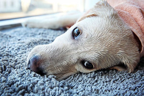 Beige dog on carpet