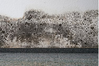 Mold growing on a wall