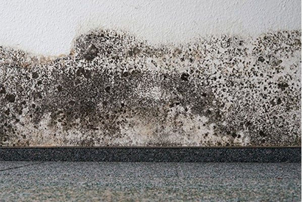 Mold growing on a wall
