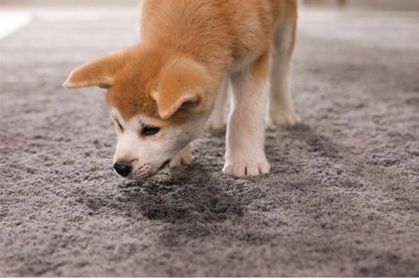 Small light brown and white puppy standing on a carpet looking suspicious, like it might have peed. 