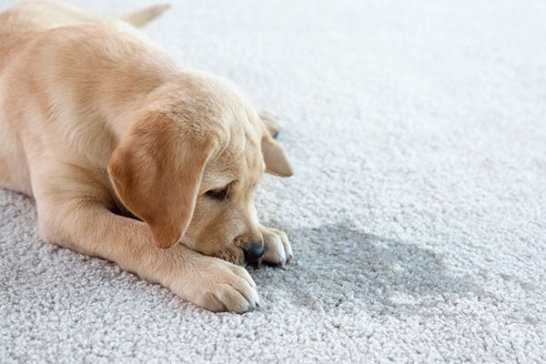 Small lab puppy laying down staring at the urine stain.