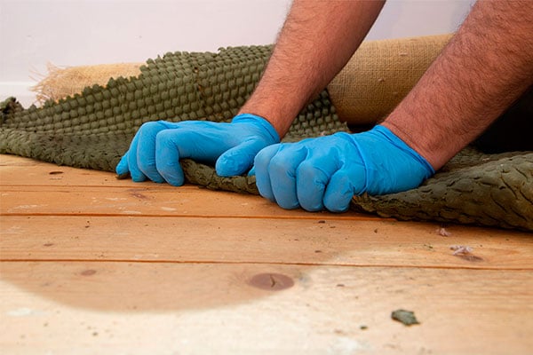 Hands with blue gloves pulling up a urine soaked carpet with wood floor beneath to be cleaned. 